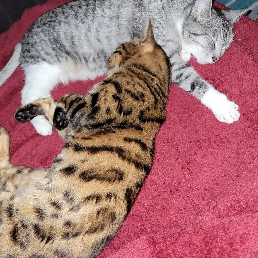 Koty czytelników / internautów www.wroclaw.pl