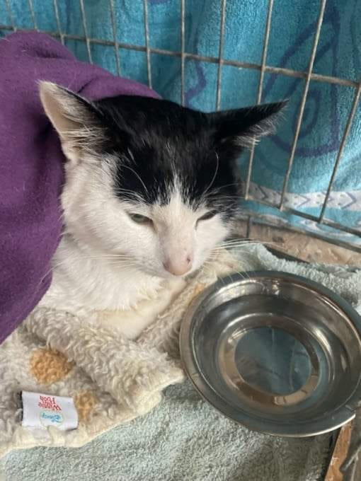 Koty czytelników / internautów www.wroclaw.pl