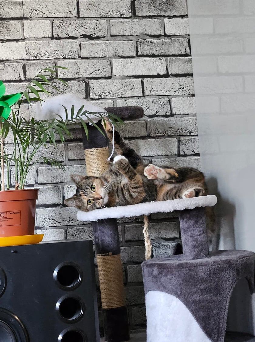 Koty czytelników / internautów www.wroclaw.pl