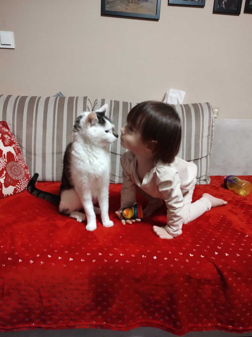 Koty czytelników / internautów www.wroclaw.pl