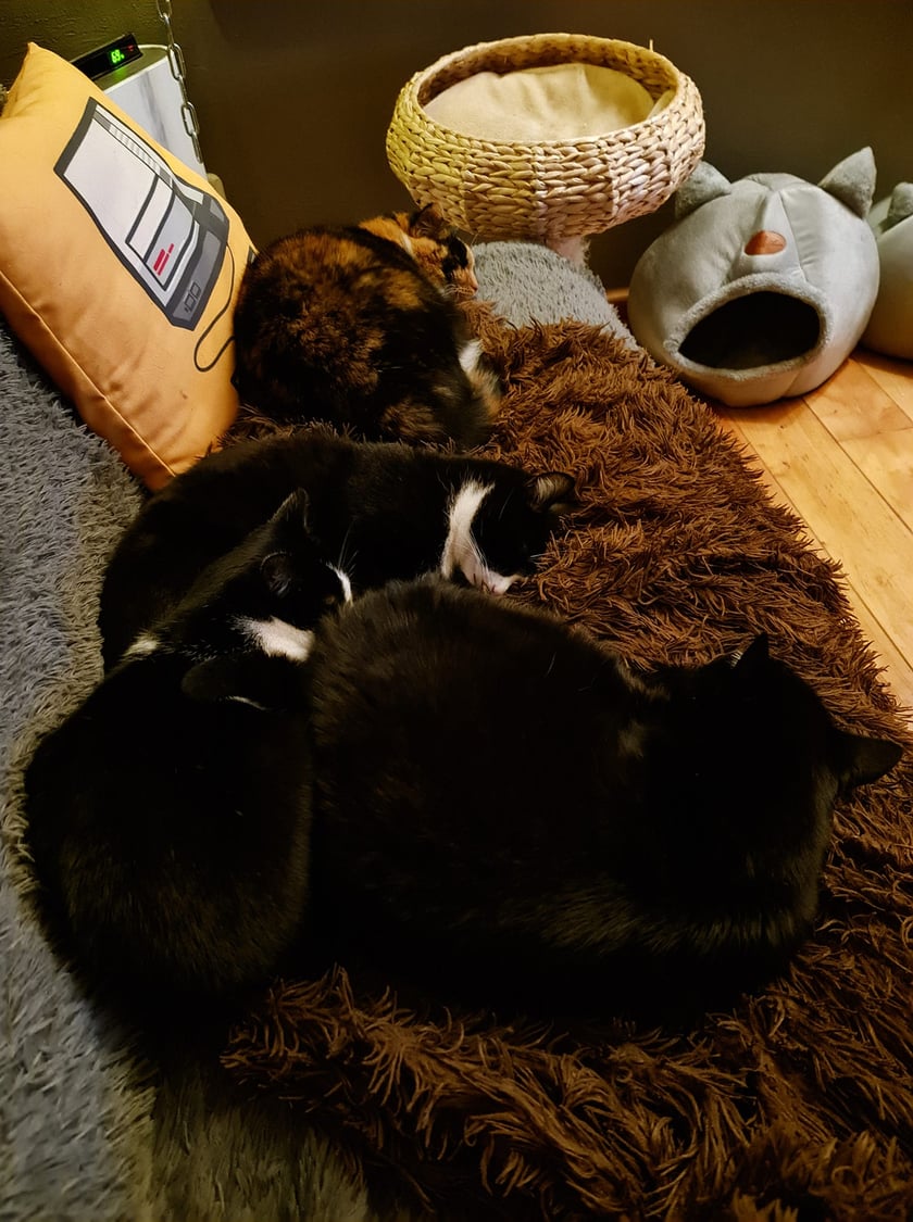 Koty czytelników / internautów www.wroclaw.pl