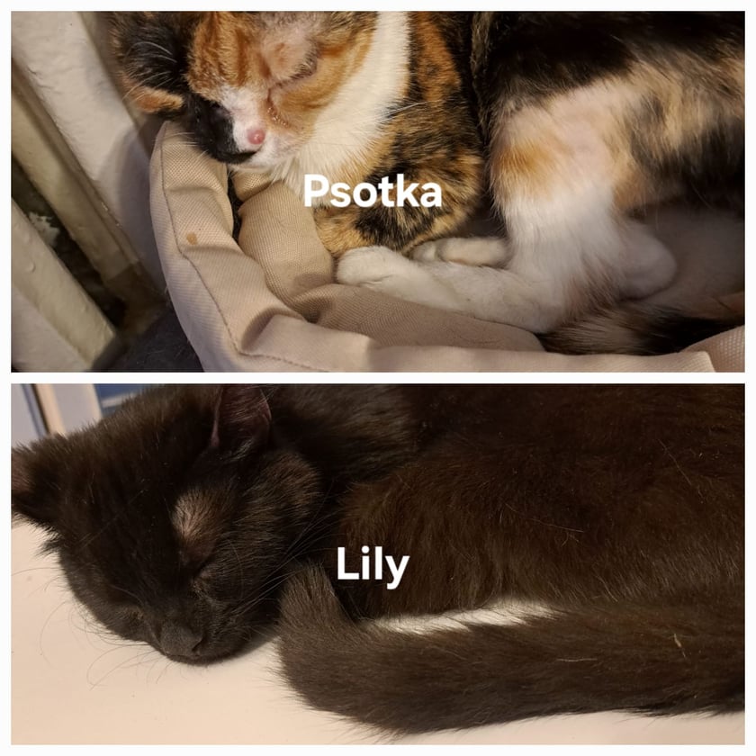 Koty czytelników / internautów www.wroclaw.pl