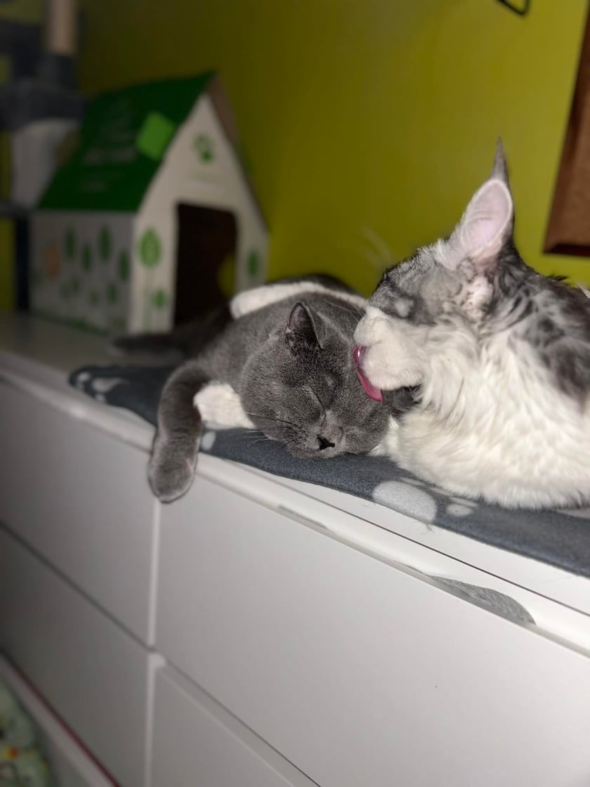 Koty czytelników / internautów www.wroclaw.pl