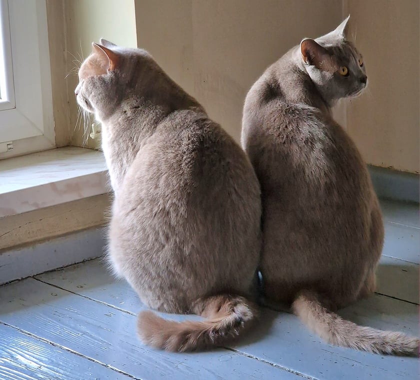 Koty czytelników / internautów www.wroclaw.pl