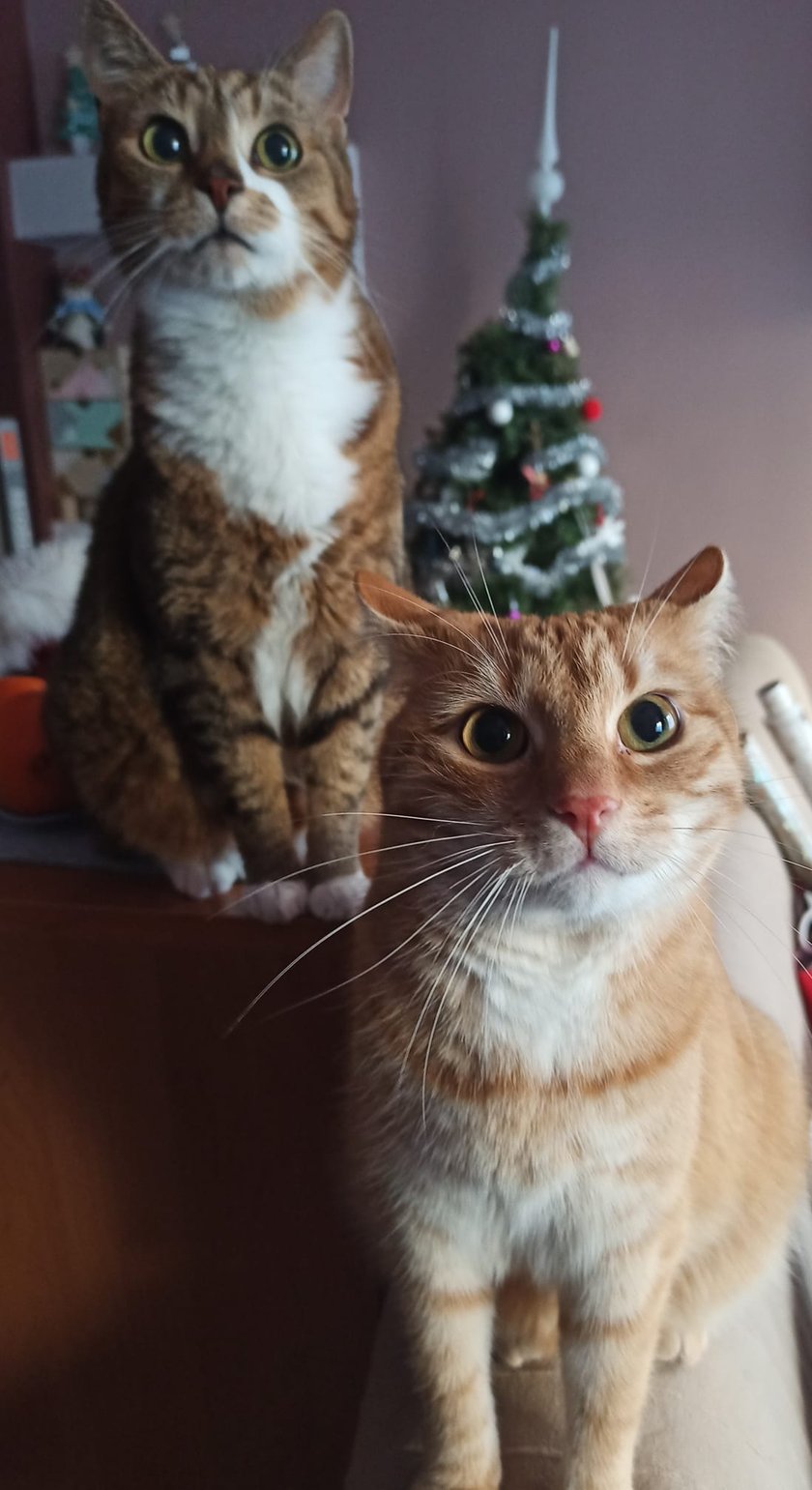 Koty czytelników / internautów www.wroclaw.pl