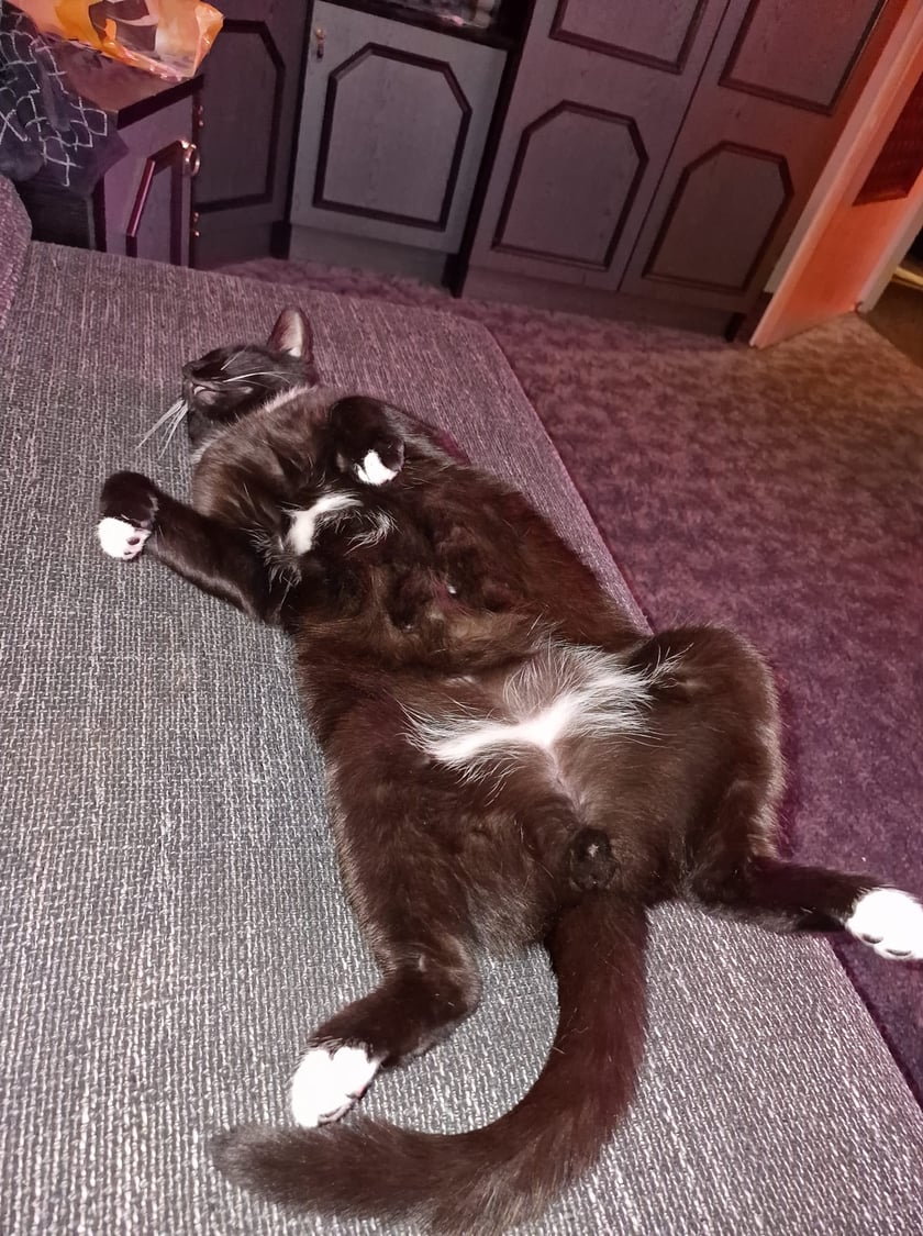 Koty czytelników / internautów www.wroclaw.pl