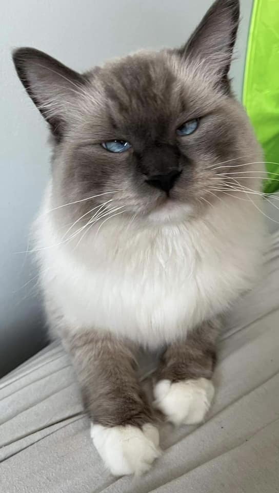 Koty czytelników / internautów www.wroclaw.pl