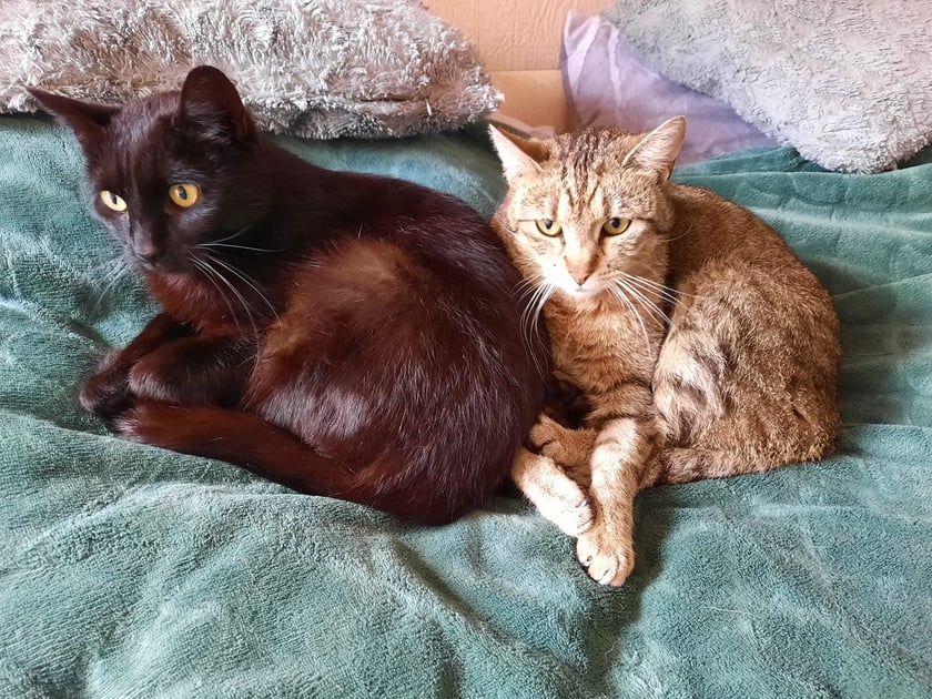 Koty czytelników / internautów www.wroclaw.pl