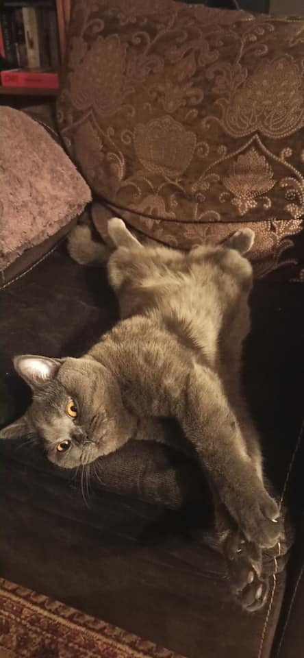 Koty czytelników / internautów www.wroclaw.pl