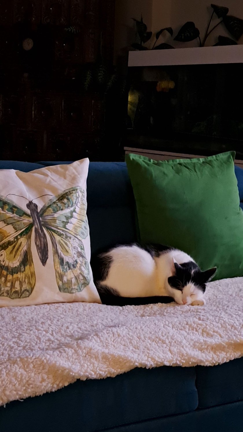 Koty czytelników / internautów www.wroclaw.pl