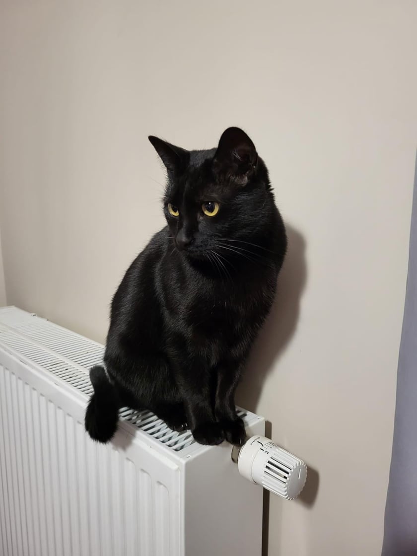 Koty czytelników / internautów www.wroclaw.pl