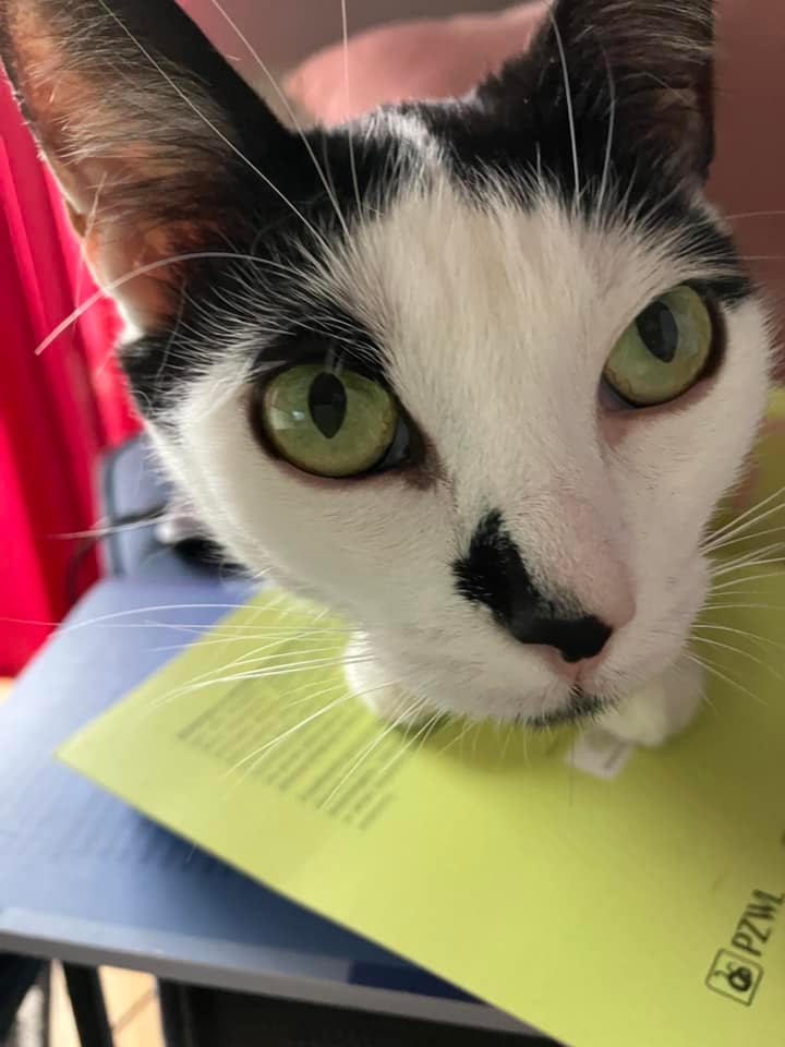 Koty czytelników / internautów www.wroclaw.pl