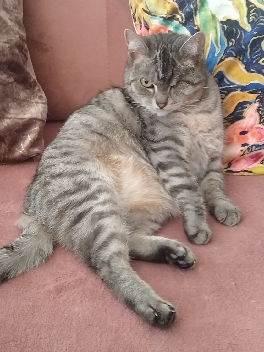 Koty czytelników / internautów www.wroclaw.pl