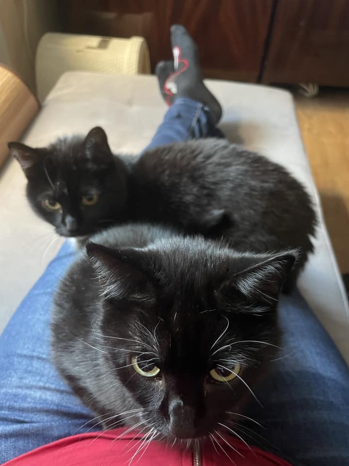 Koty czytelników / internautów www.wroclaw.pl