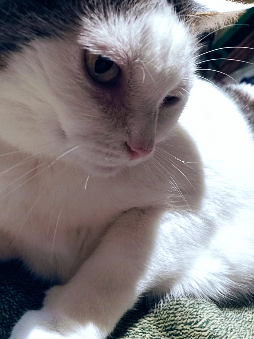 Koty czytelników / internautów www.wroclaw.pl