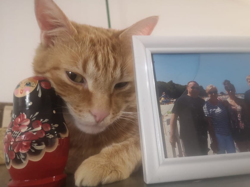 Koty czytelników / internautów www.wroclaw.pl