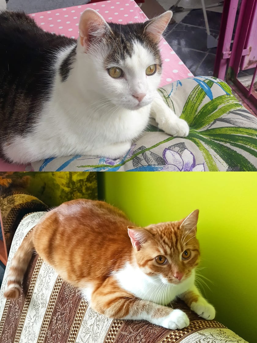 Koty czytelników / internautów www.wroclaw.pl