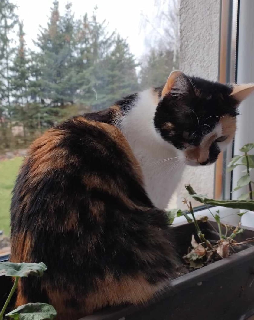 Koty czytelników / internautów www.wroclaw.pl