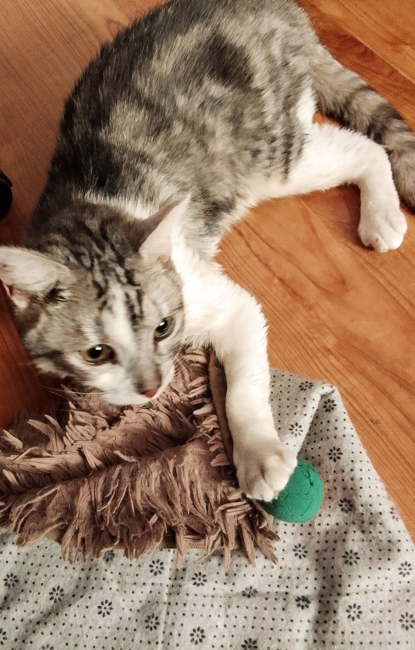 Koty czytelników / internautów www.wroclaw.pl