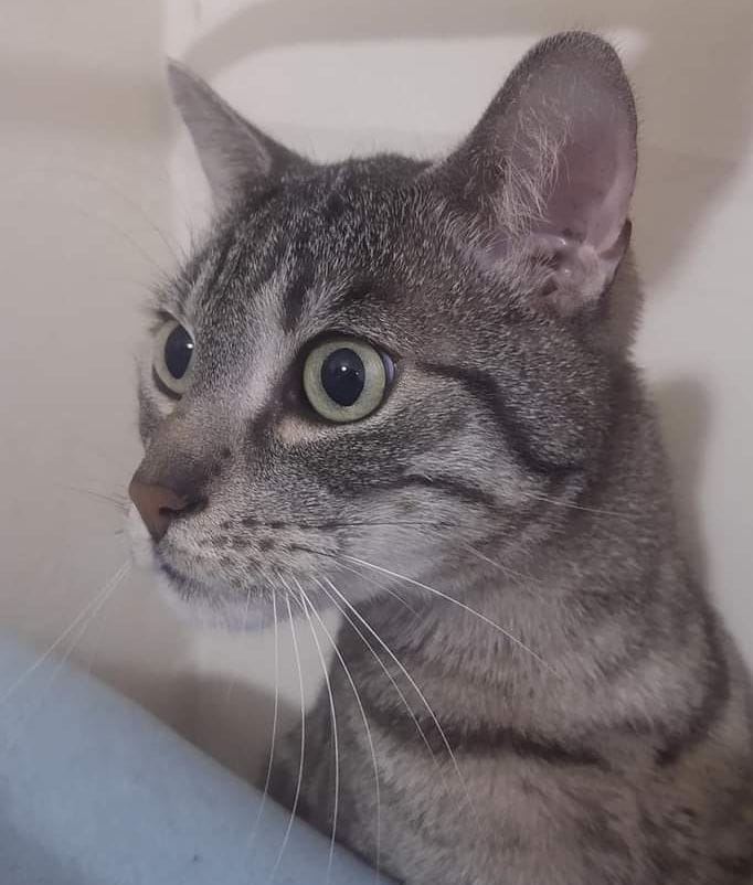 Koty czytelników / internautów www.wroclaw.pl