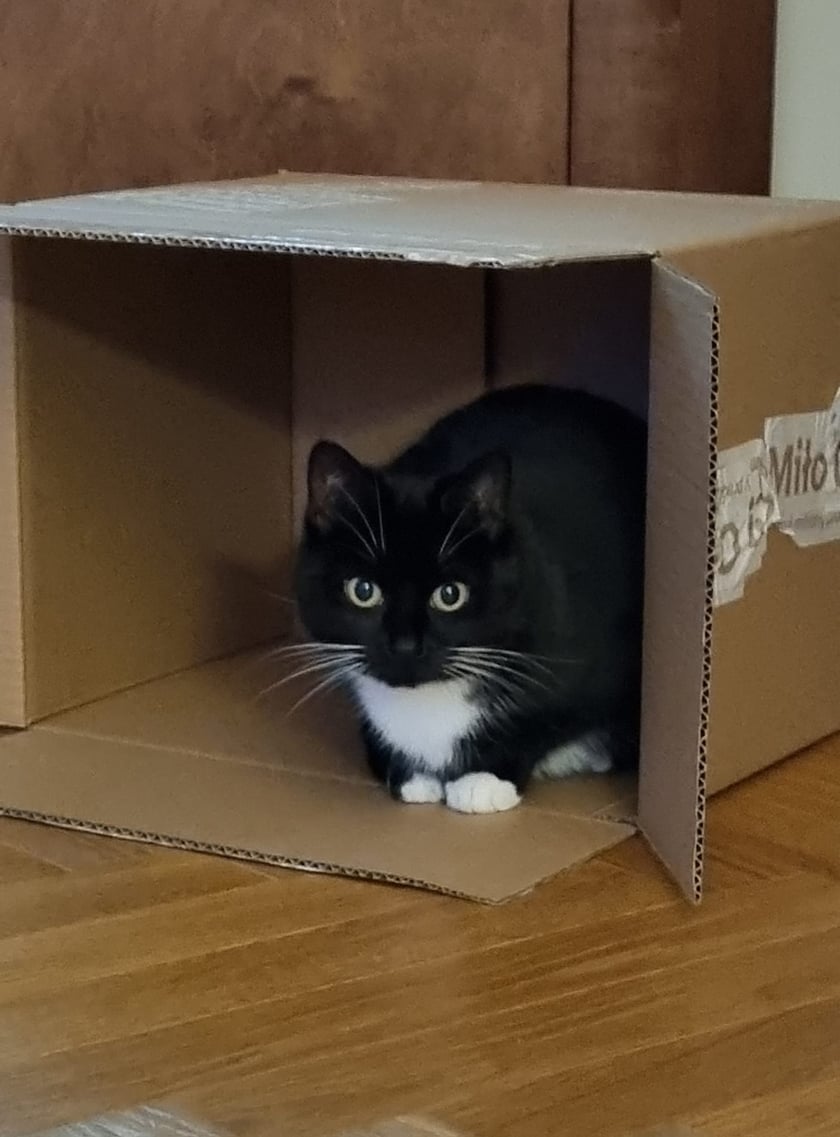 Koty czytelników / internautów www.wroclaw.pl