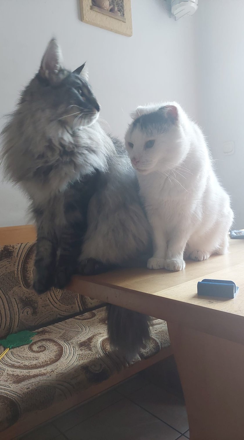 Koty czytelników / internautów www.wroclaw.pl