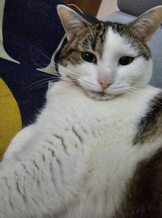 Koty czytelników / internautów www.wroclaw.pl