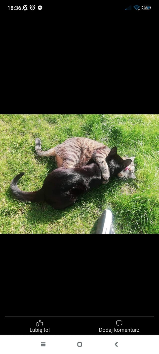 Koty czytelników / internautów www.wroclaw.pl