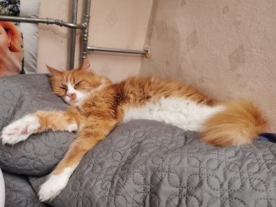 Koty czytelników / internautów www.wroclaw.pl