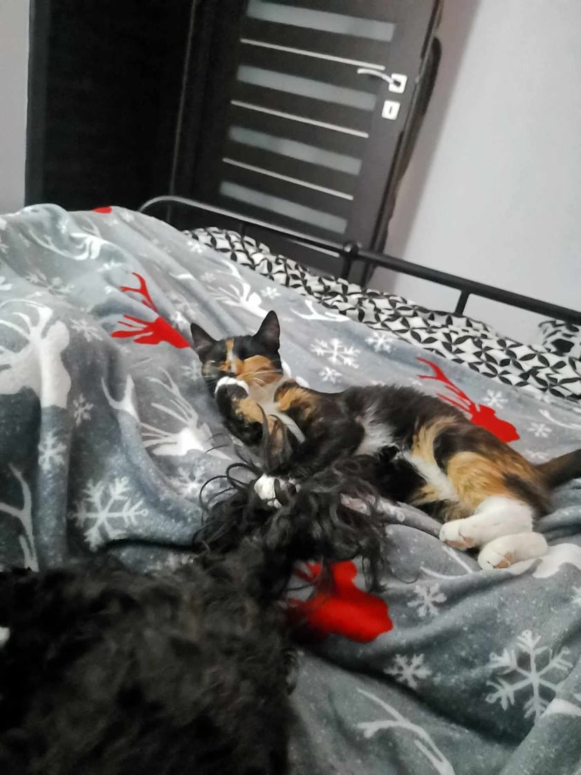 Koty czytelników / internautów www.wroclaw.pl