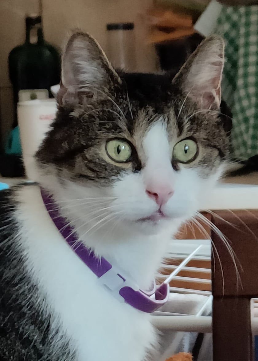 Koty czytelników / internautów www.wroclaw.pl