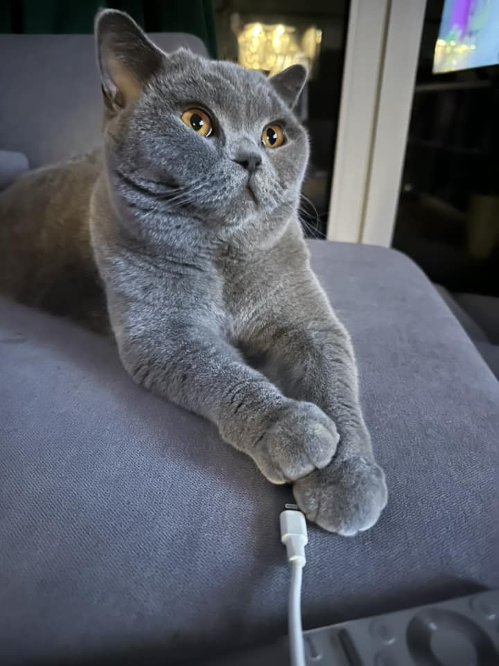 Koty czytelników / internautów www.wroclaw.pl