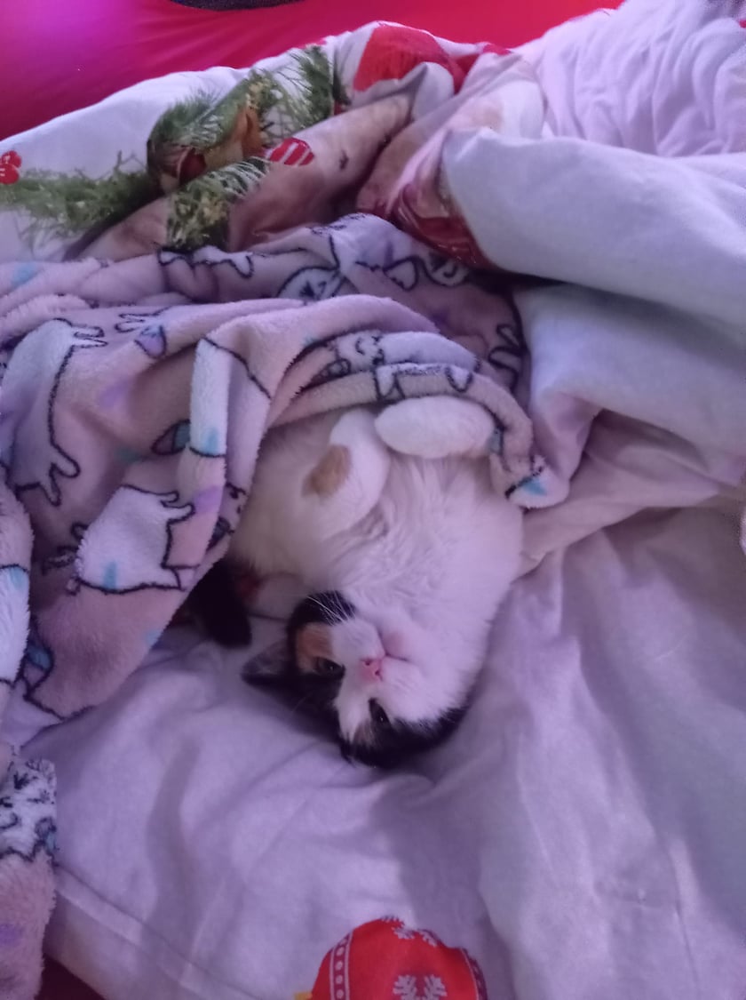 Koty czytelników / internautów www.wroclaw.pl