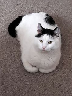 Koty czytelników / internautów www.wroclaw.pl