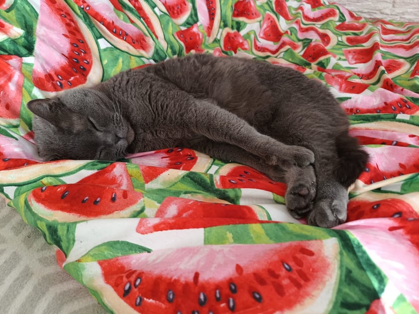 Koty czytelników / internautów www.wroclaw.pl