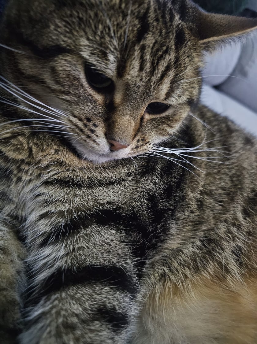 Koty czytelników / internautów www.wroclaw.pl