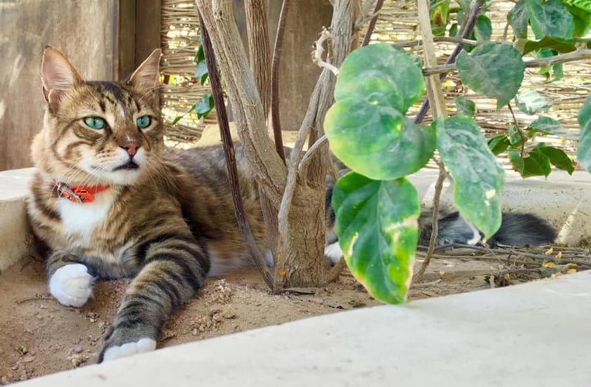 Koty czytelników / internautów www.wroclaw.pl