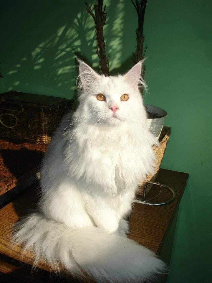 Koty czytelników / internautów www.wroclaw.pl