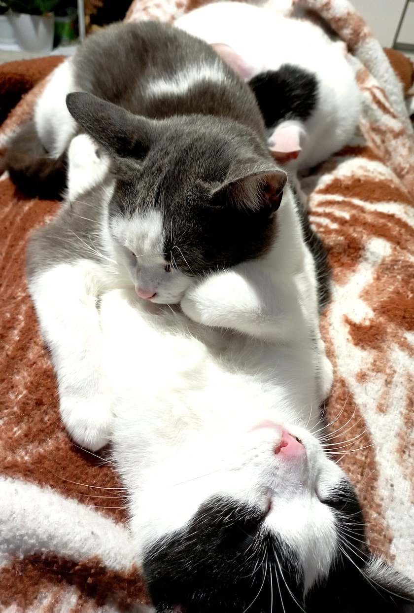 Koty czytelników / internautów www.wroclaw.pl