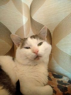 Koty czytelników / internautów www.wroclaw.pl