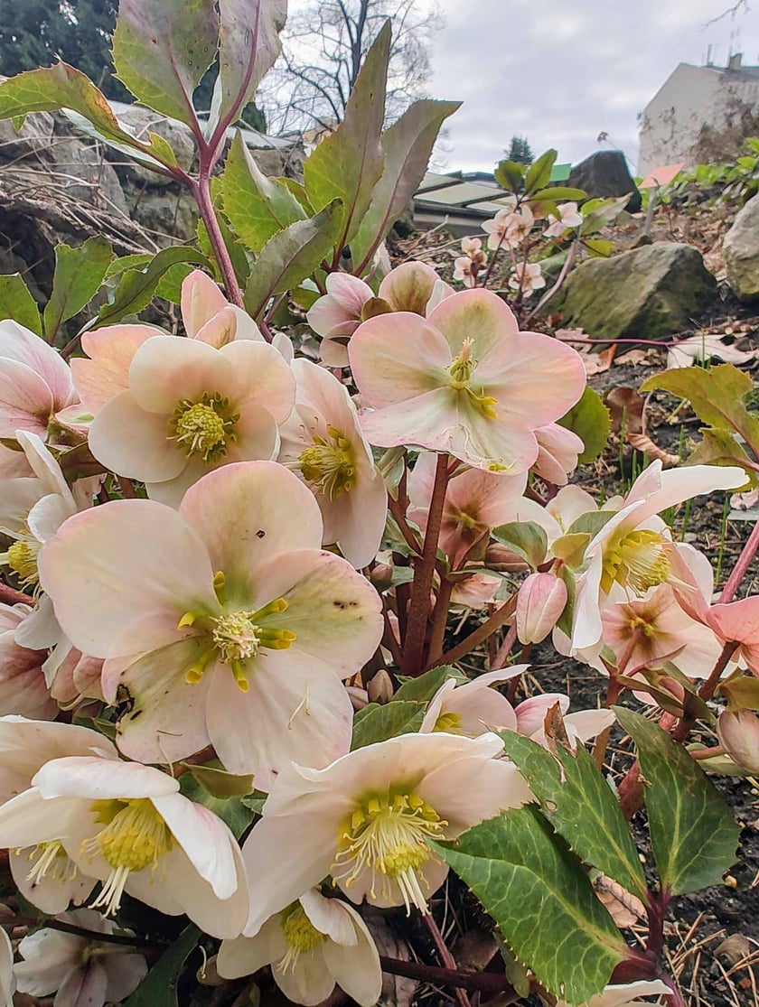 Kwiaty w Ogrodzie Botanicznym - luty