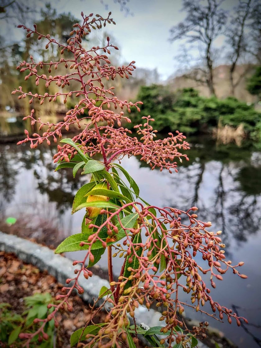 Kwiaty w Ogrodzie Botanicznym - luty