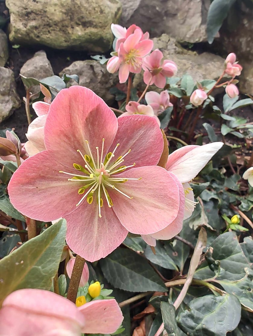 Kwiaty w Ogrodzie Botanicznym - luty