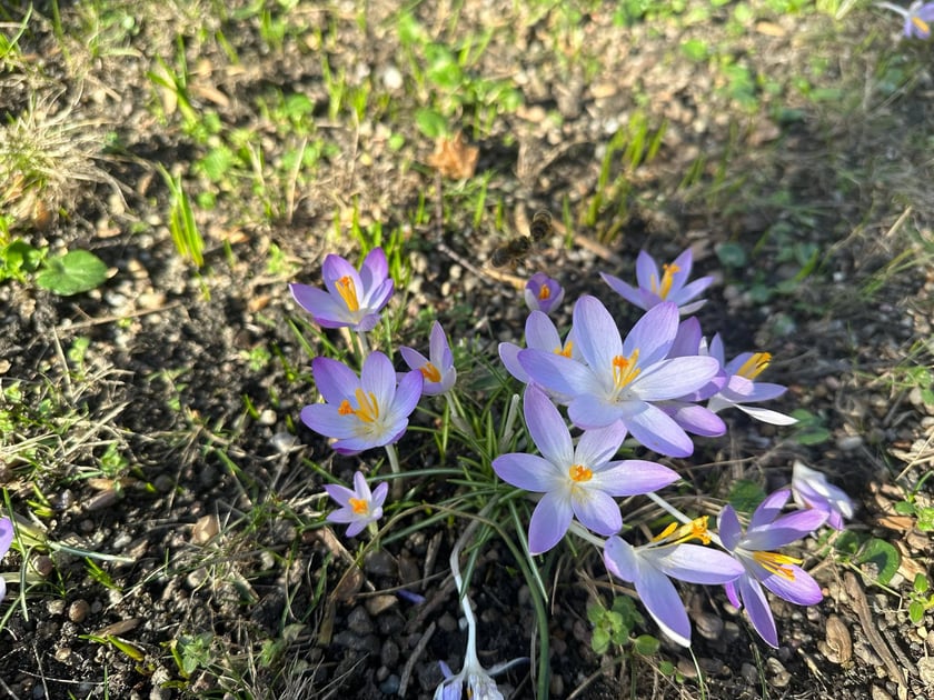 Krokusy w Ogrodzie Botanicznym - luty
