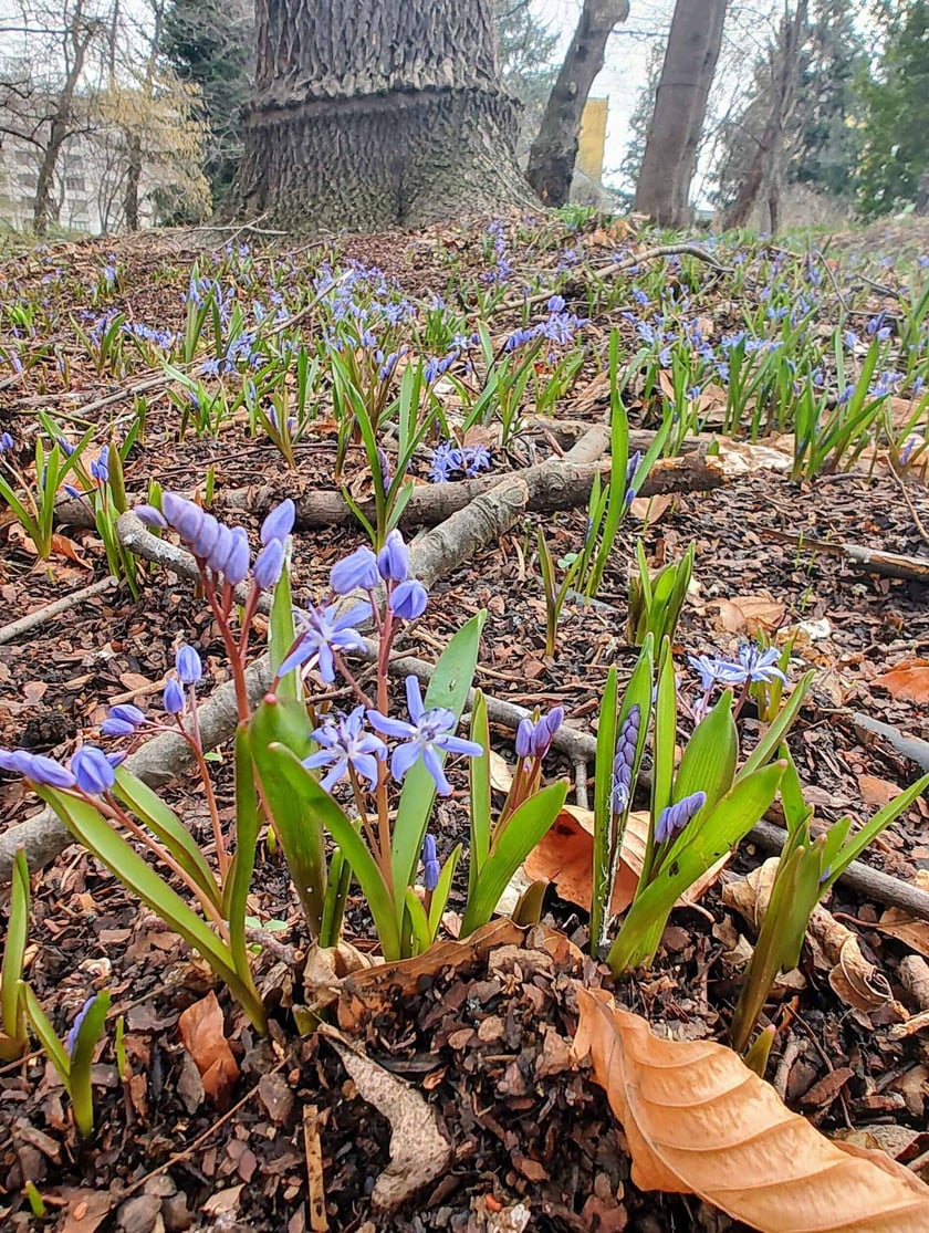 Kwiaty w Ogrodzie Botanicznym - luty