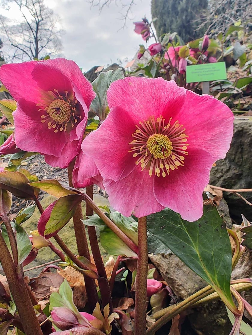 Kwiaty w Ogrodzie Botanicznym - luty