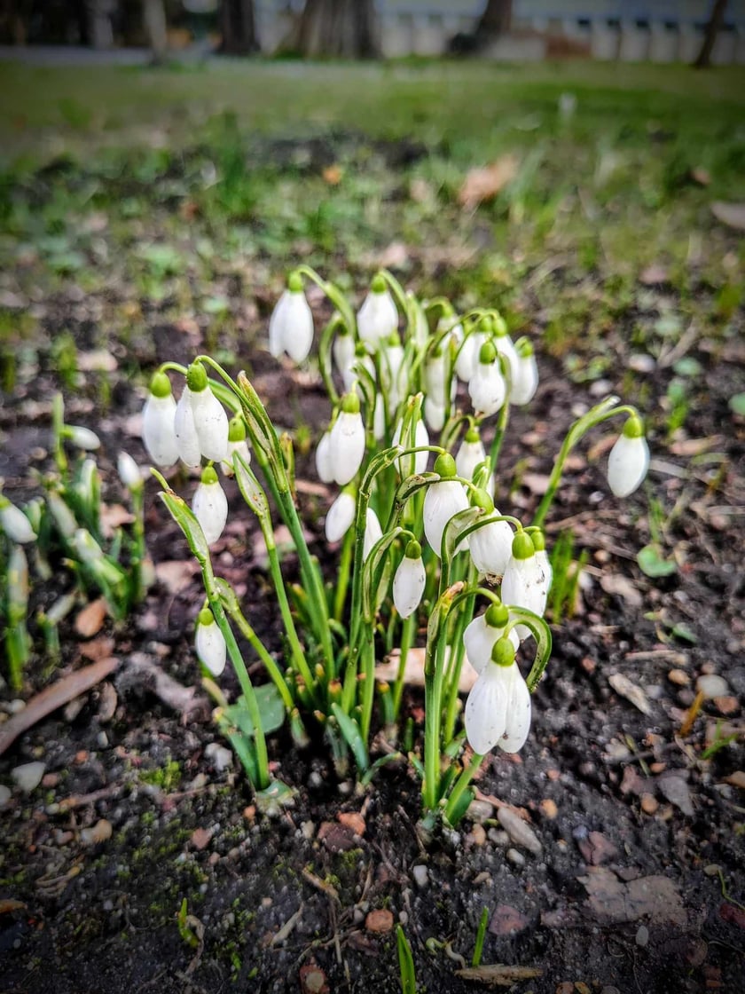 Przebiśniegi w Ogrodzie Botanicznym - luty