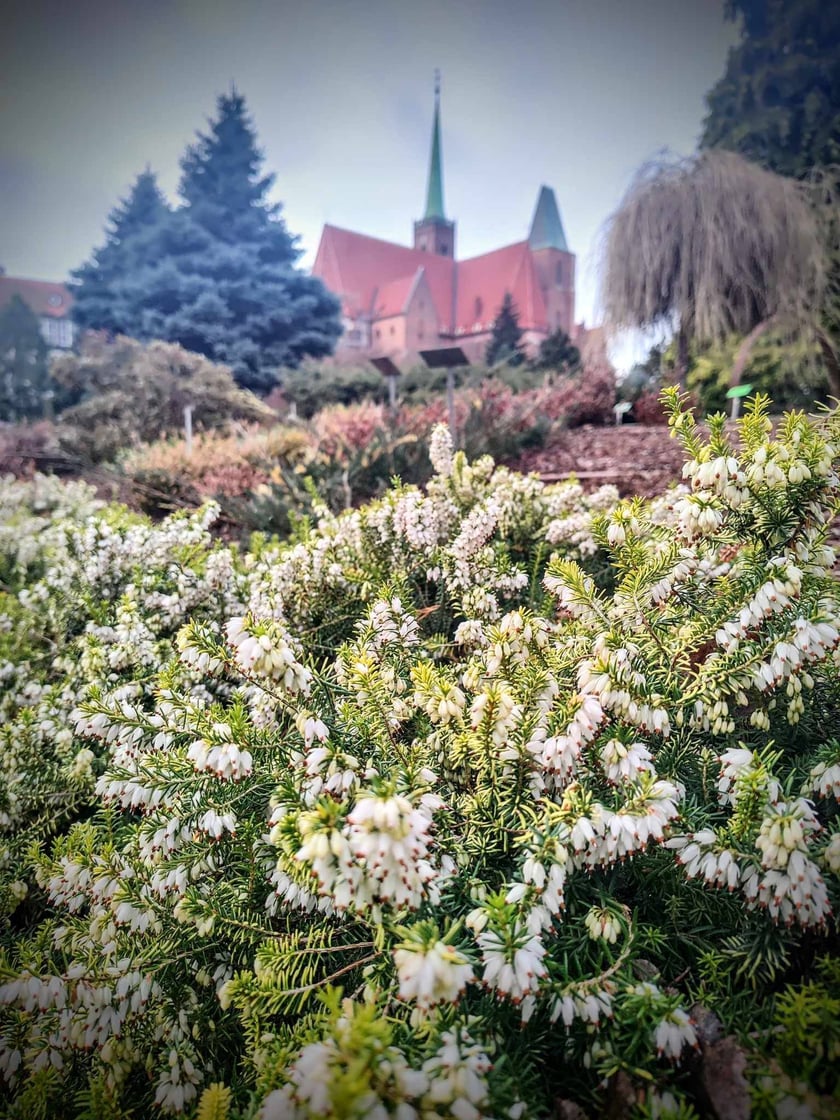 Kwiaty w Ogrodzie Botanicznym - luty