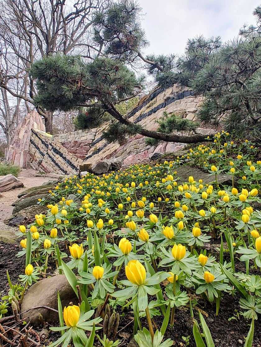 Kwiaty w Ogrodzie Botanicznym - luty