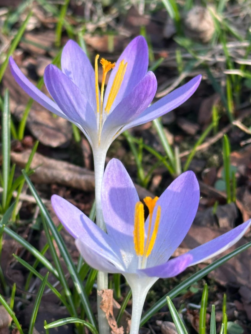 Krokusy w Ogrodzie Botanicznym - luty